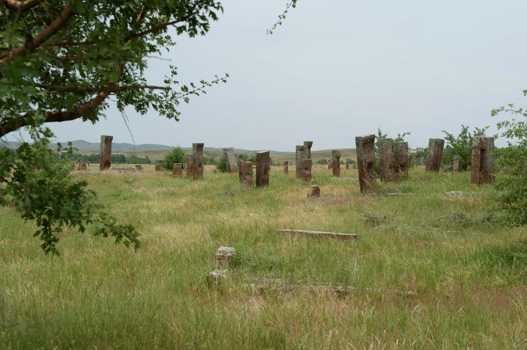 Çimenler ve ağaç dalları arasında yükselen Ahlat mezar taşları