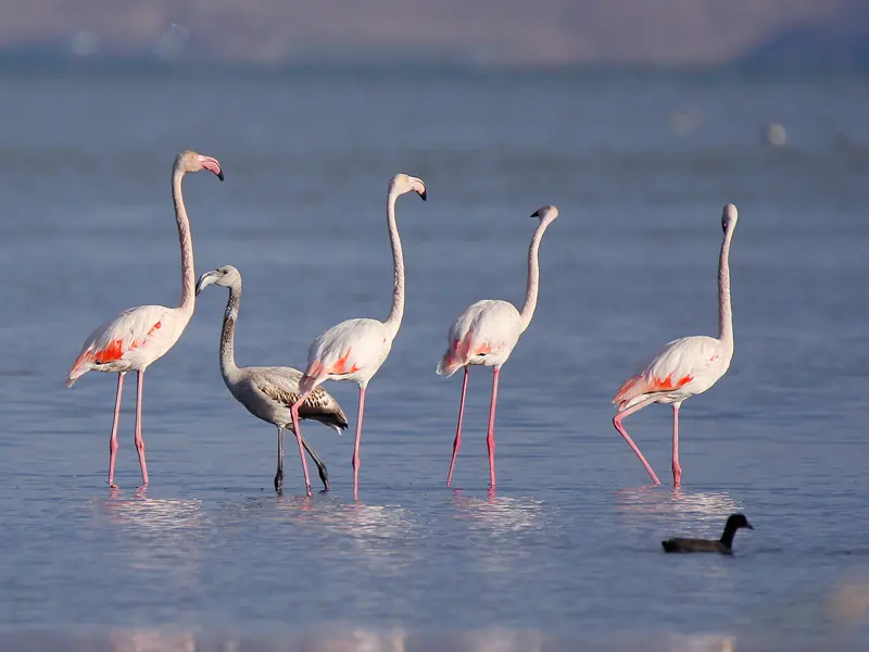 Sığ mavi suda duran pembe bacaklı flamingolar ve önlerinden geçen bir su kuşu